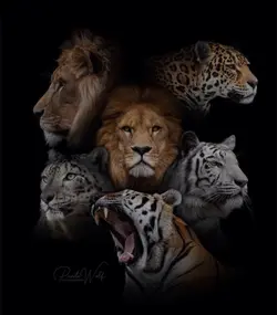 Big cat