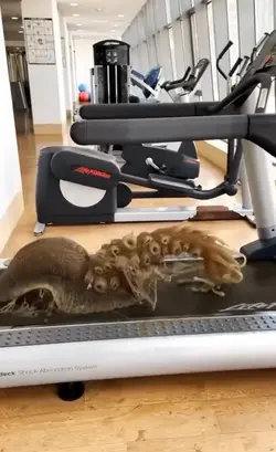 Treadmill meme
