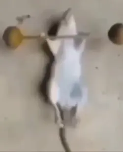 Rare footage