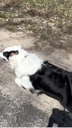 Dog running