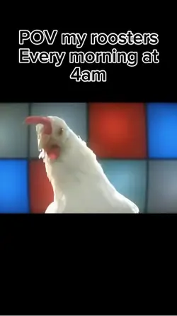 Chicken song 