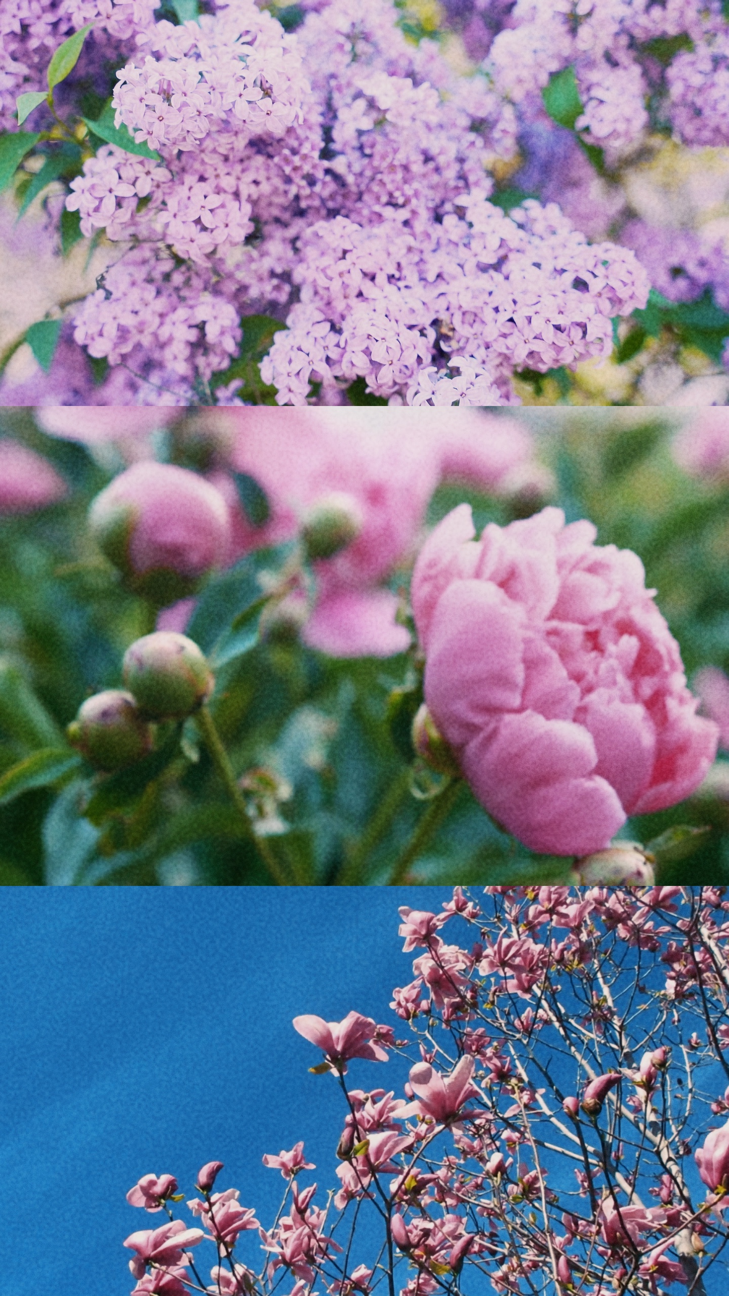 Spring Split Screen☀️