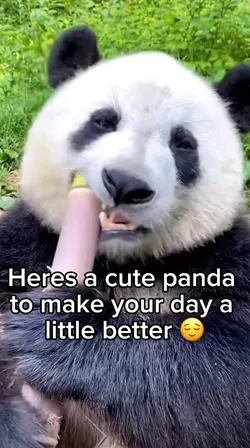 Cute panda eating