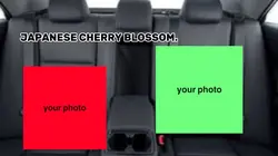 JAPANESE 🍒 BLOSSOM. 