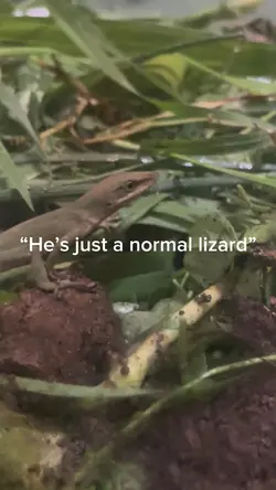Lizard