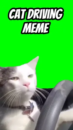 Cat driving meme