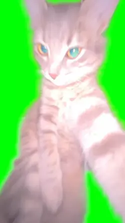 Party Cat