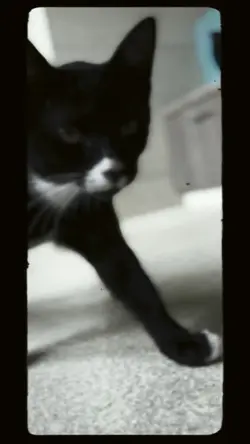 CatCut 