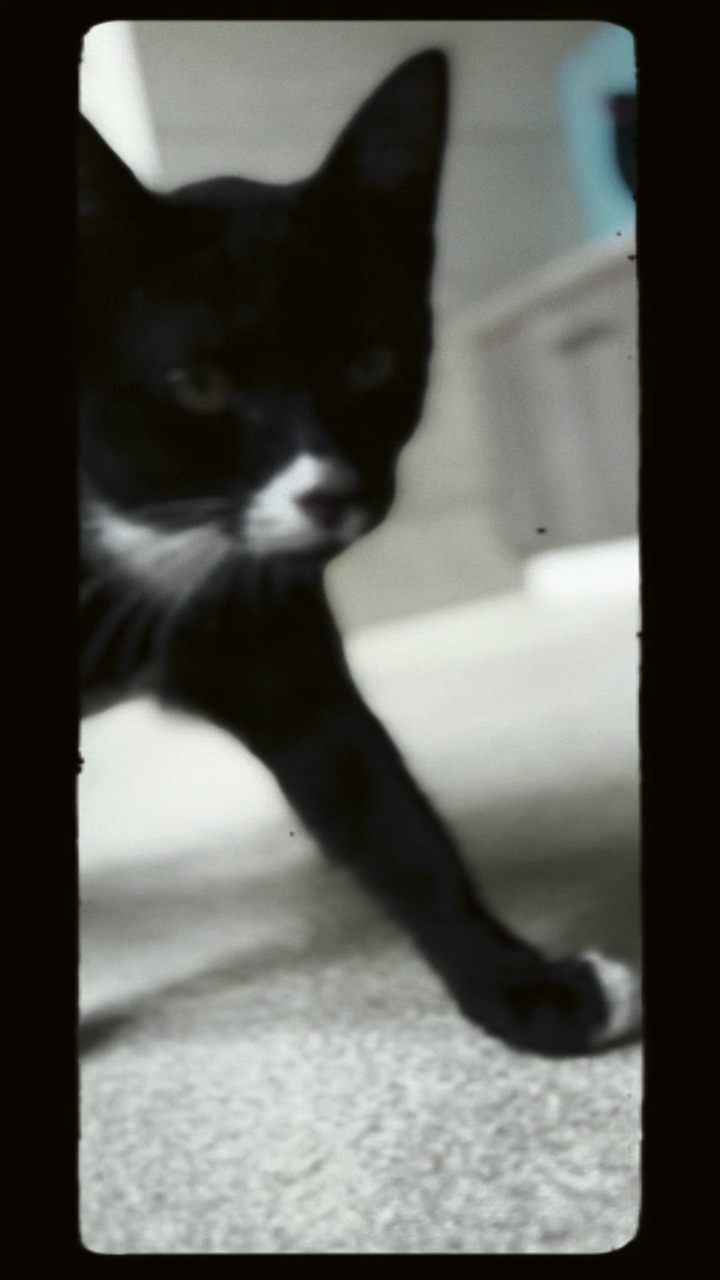 CatCut 