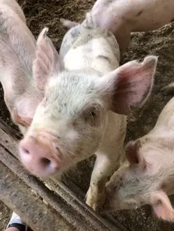 Love my pigs too