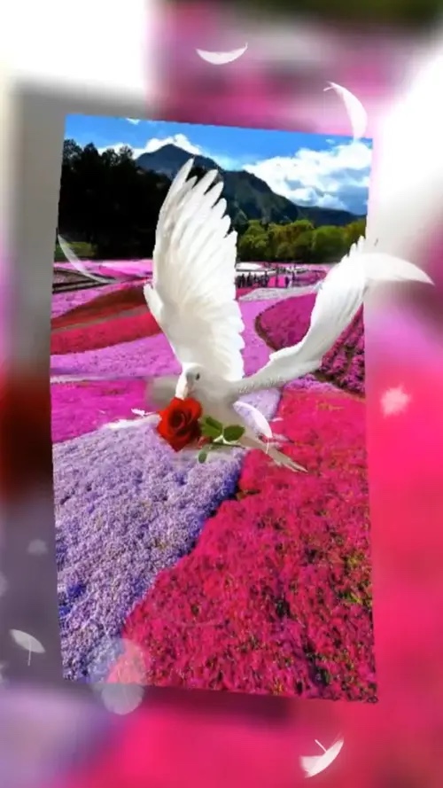 Beauty sharer