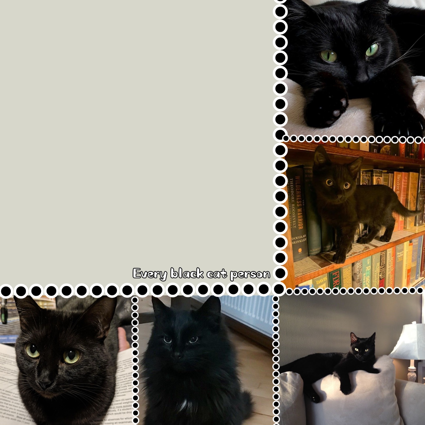 🦮🐈‍⬛