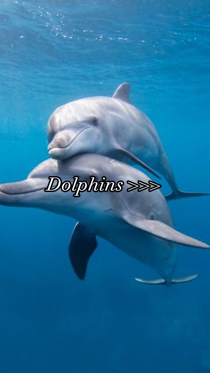 Dolphins Aesthetic 
