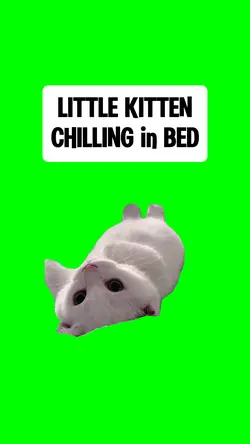 KITTEN CHILLING 