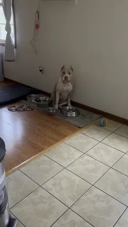 Adoption