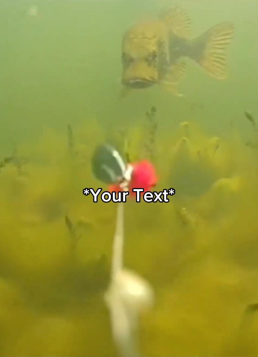 Determined Fish