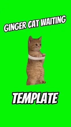 Ginger Cat Waiting |