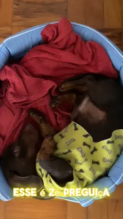 Ease é Zé Preguiça 