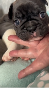 French Bulldog puppy