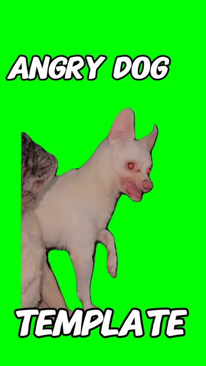 Meme de perro enojado 