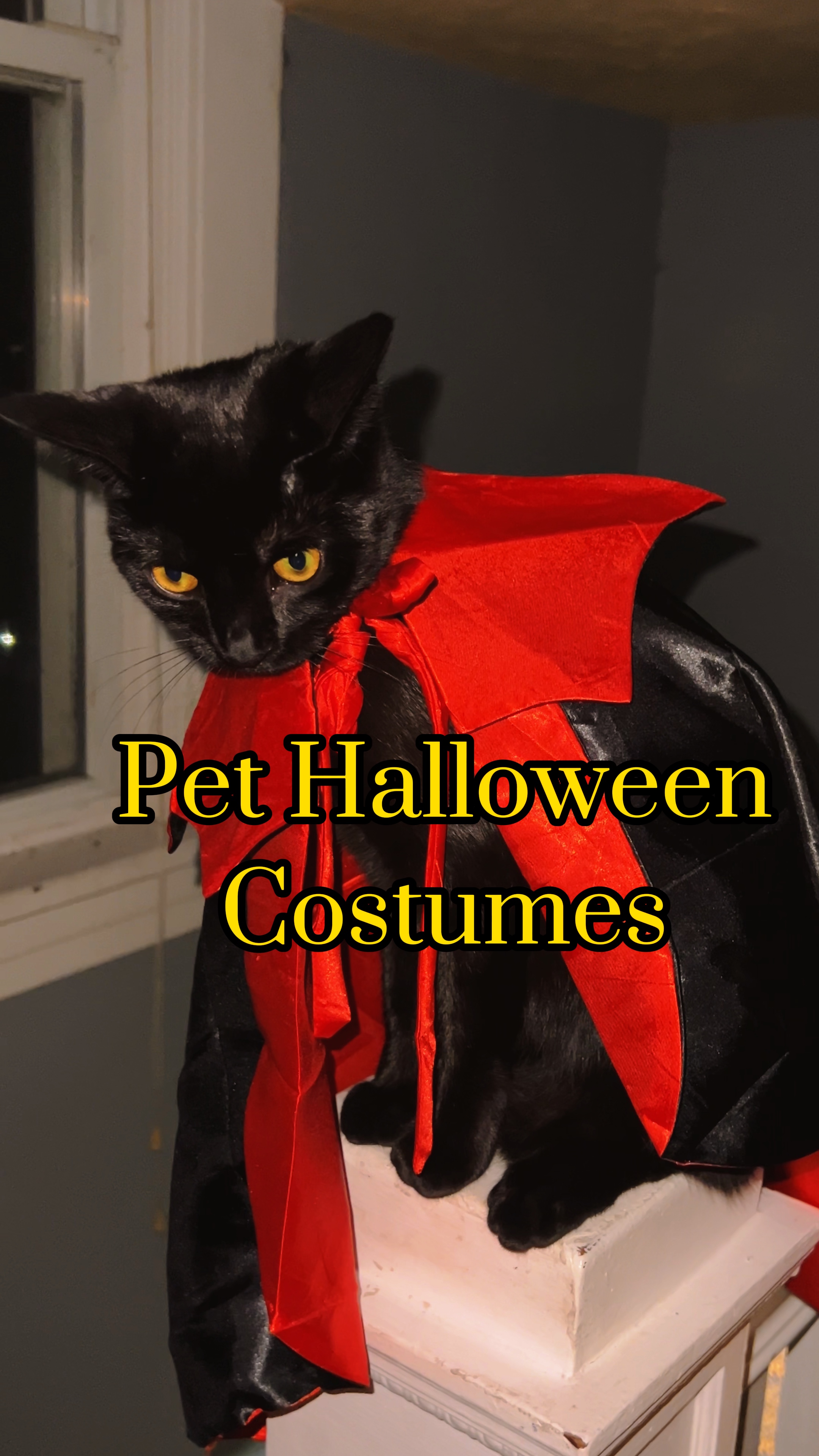 Haustier Halloween 