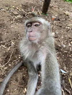 Trend do macaco