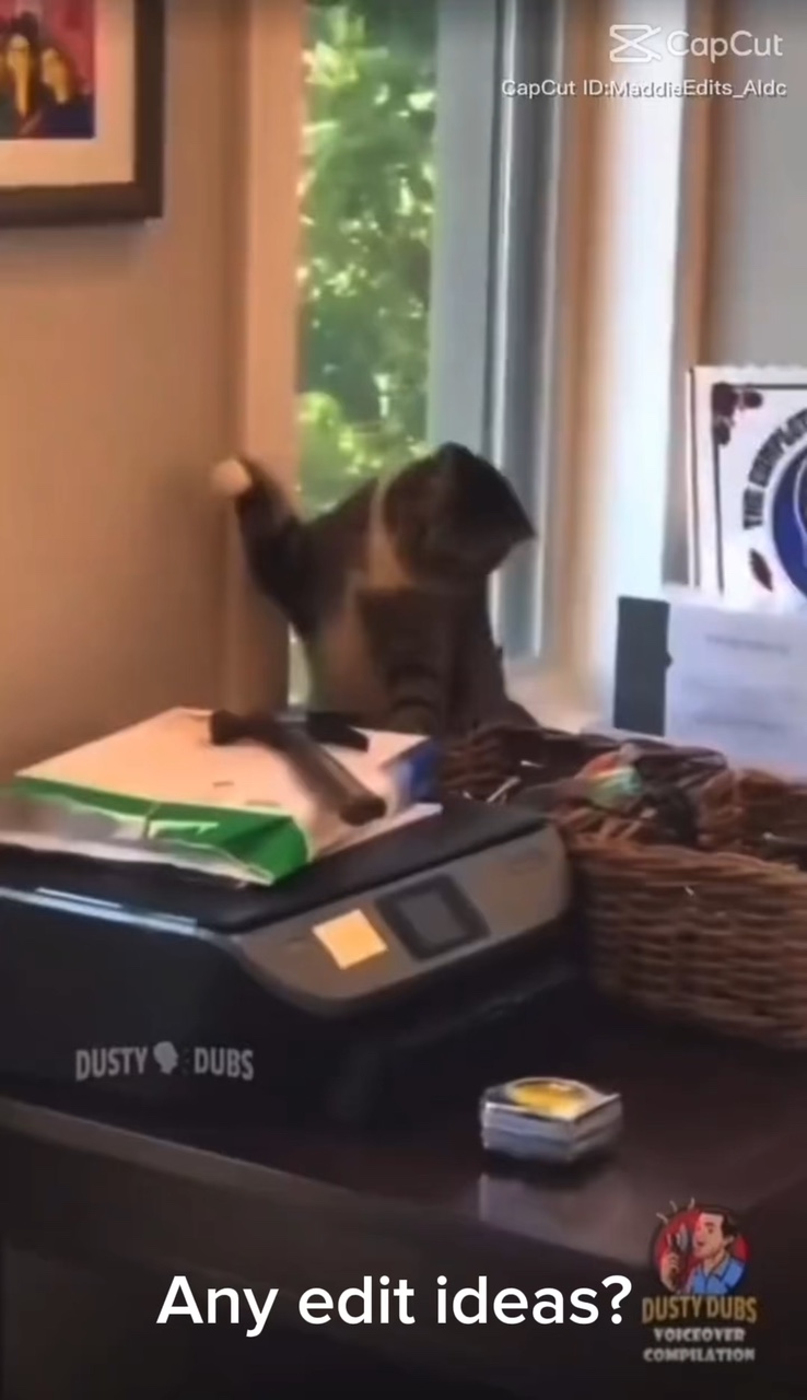 Funny cats 🐈 