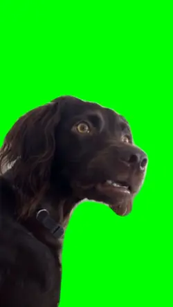 Suspicious Dog Meme