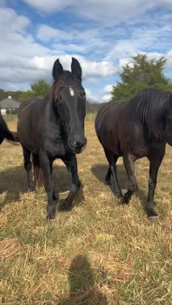 Meet black hawk