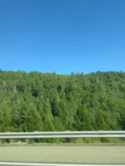 family road trip 🐬⚡️