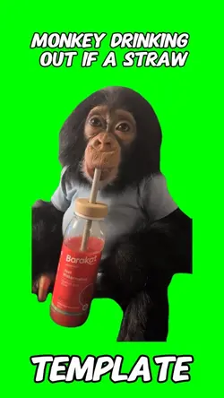 Monkey Drinking