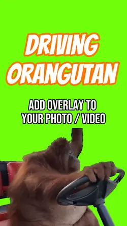 DRIVING ORANGUTAN 