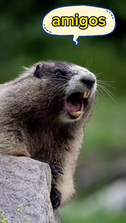 Bom dia amigos☀️