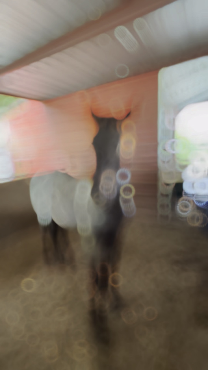 Everyone meet Zippy!