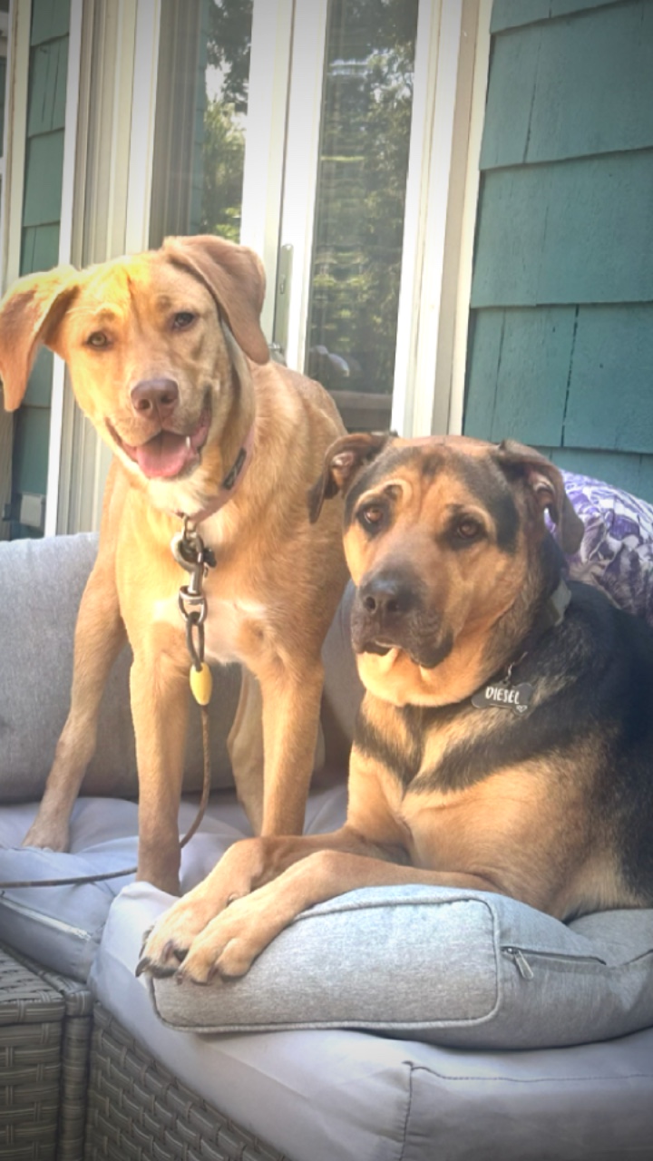 Trend Evcil Hayvan
# evcil hayvan # köpek 