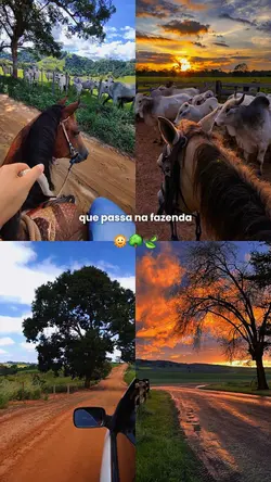 FAZENDA/ROÇA STORY