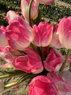 Cinematic healing🌷