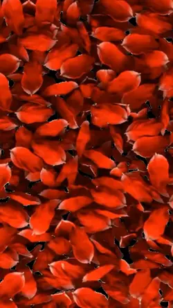 Roses Dream