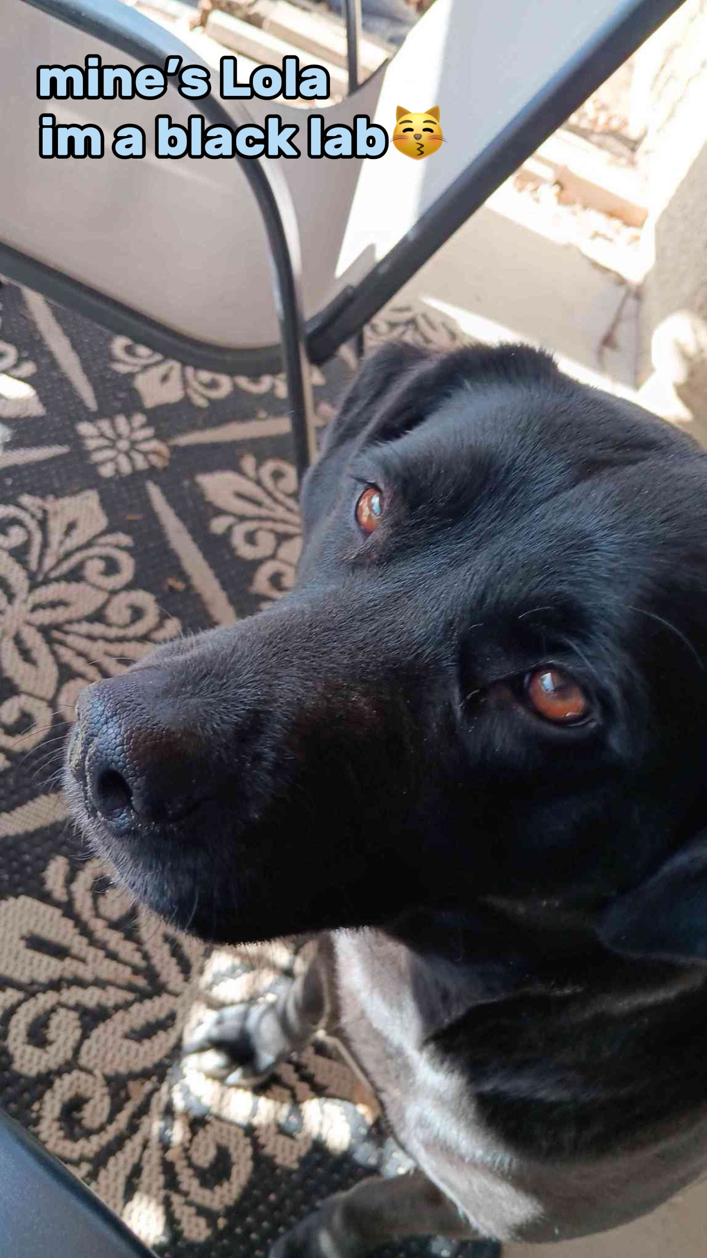 Doggg