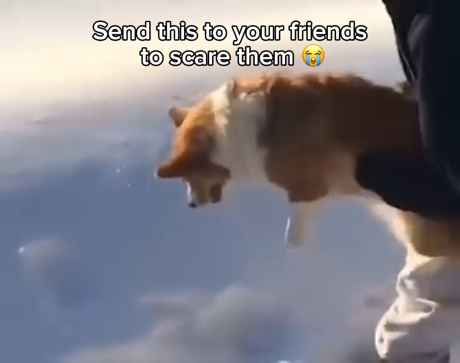 投掷犬