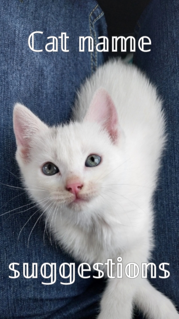 Idées de noms de chat