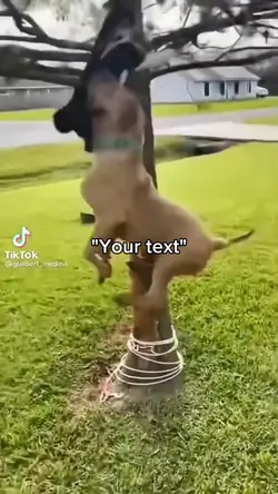 John cena dog