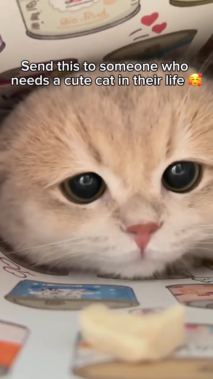 Cute cat
