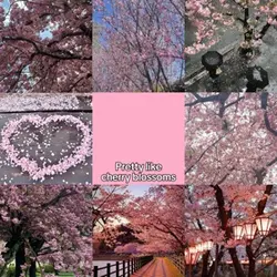 Cherry blossoms 🌸