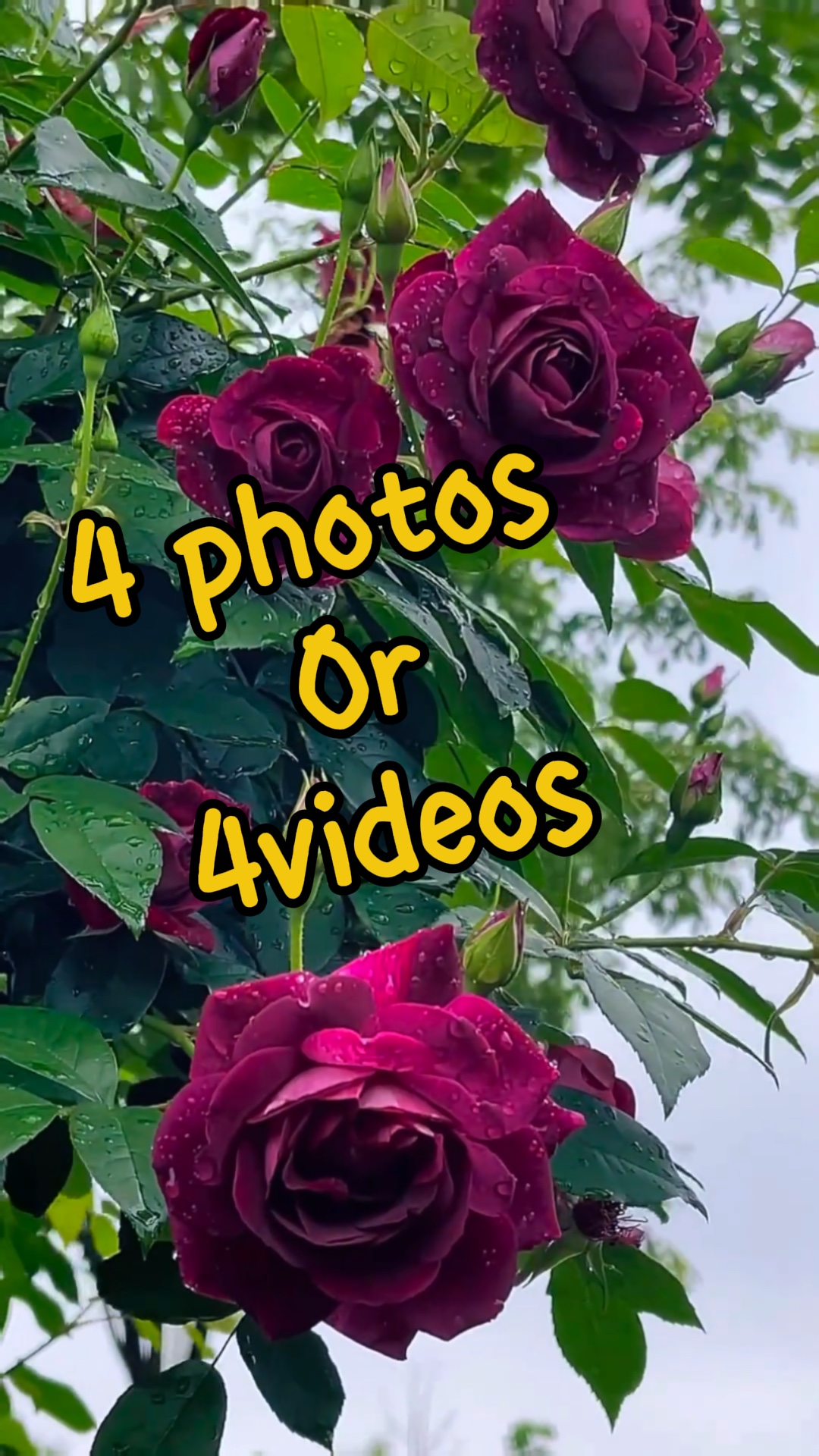 4photos/videos
