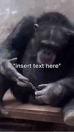 Monkey cutting nails