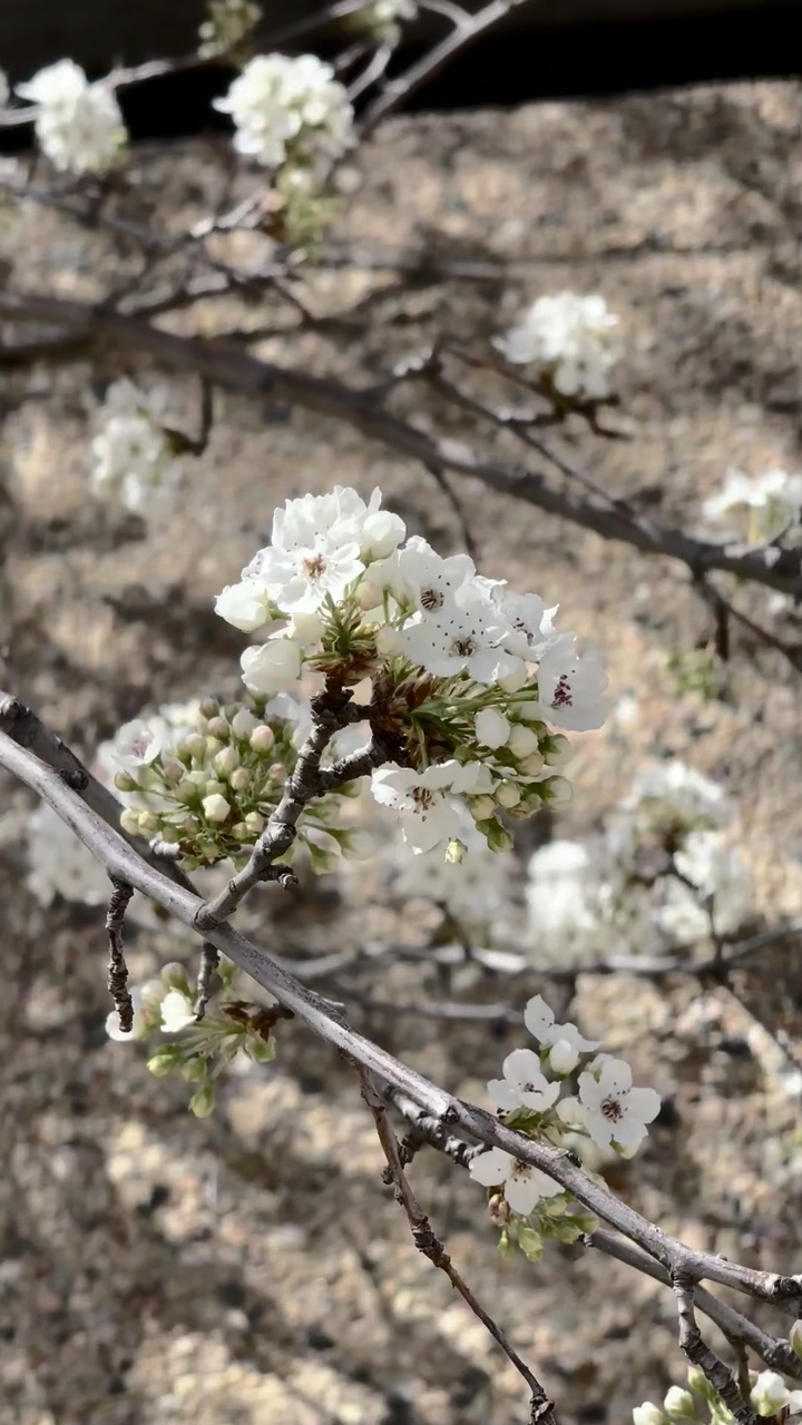 Der Frühling ist da 