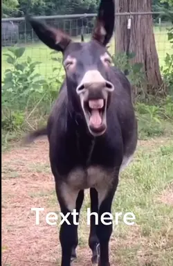 Laughing meme 