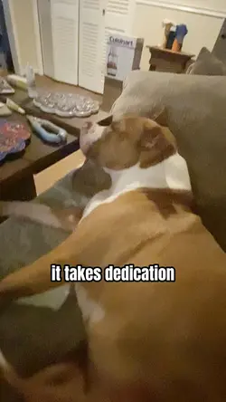 PAWfessional Nap😴