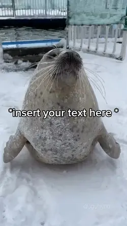 Happy Seal Meme